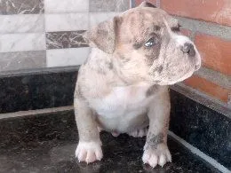 American Bully fêmea filhote