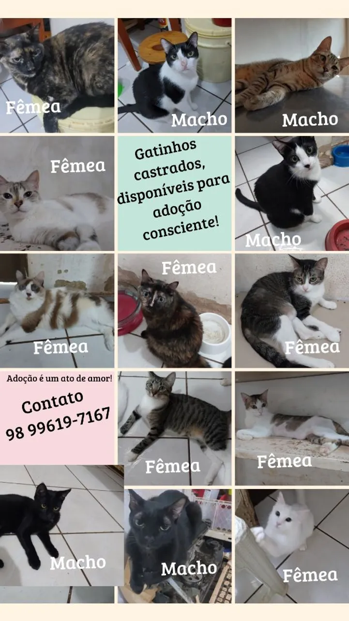 Gatinhos castrados para adoção consciente!