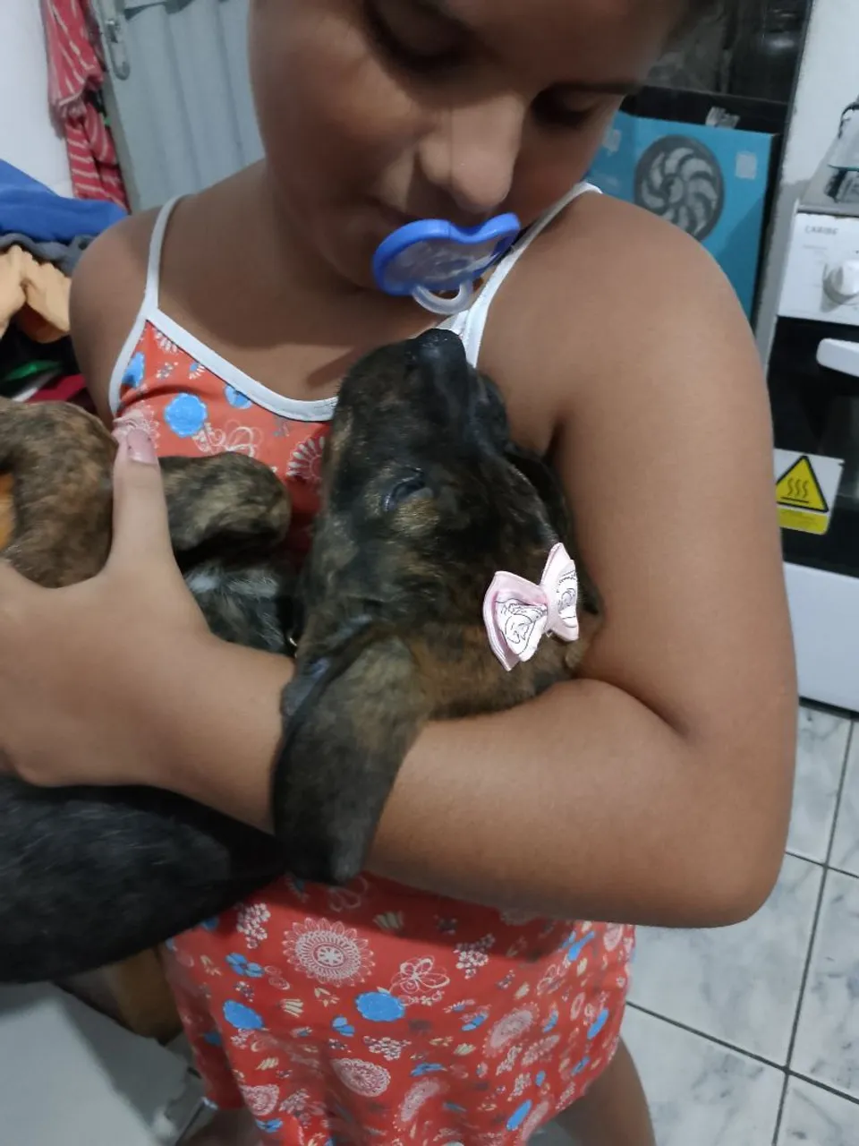 Filhote de Pitbull disponível para adoção