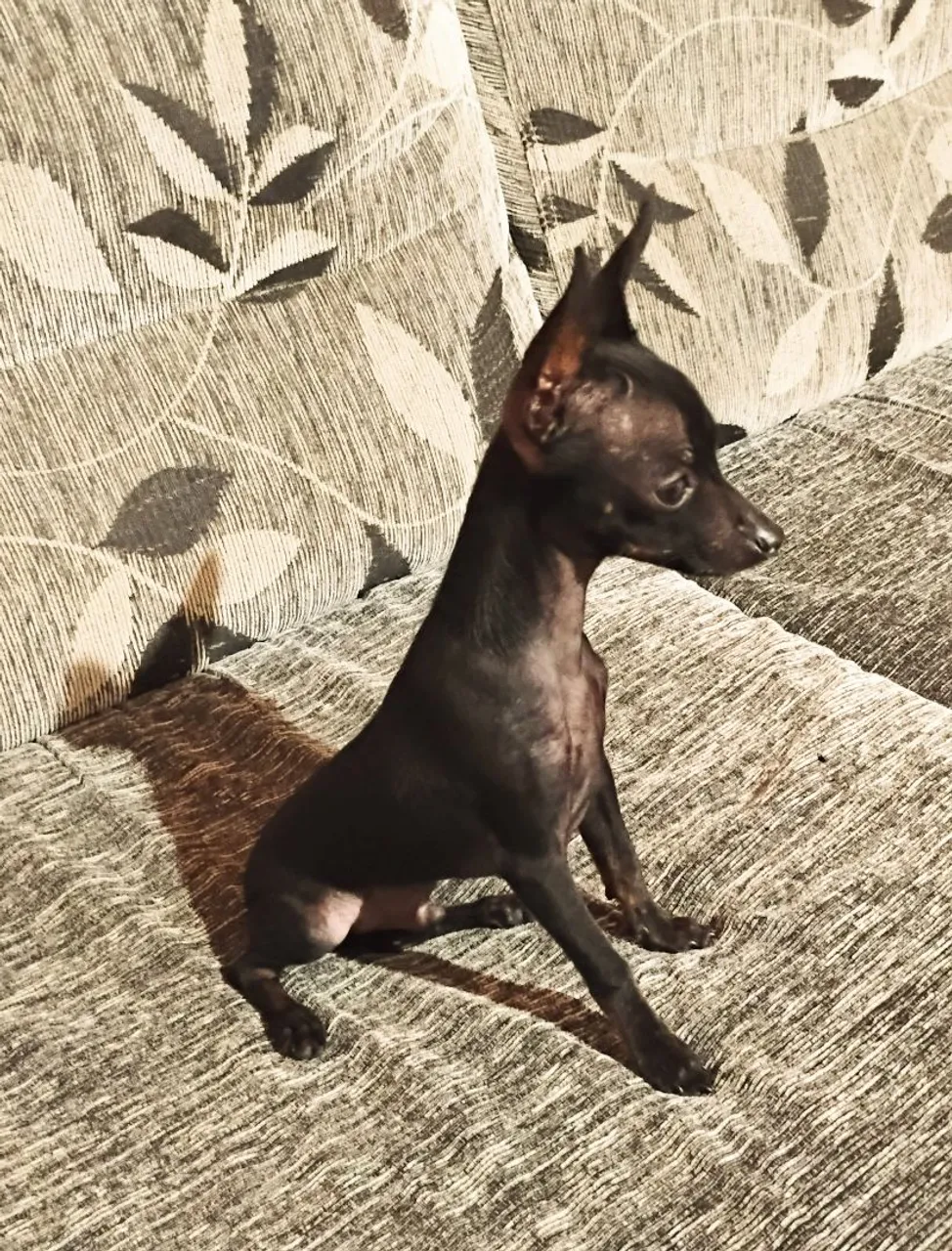 Cãozinho macho, pinscher n:0