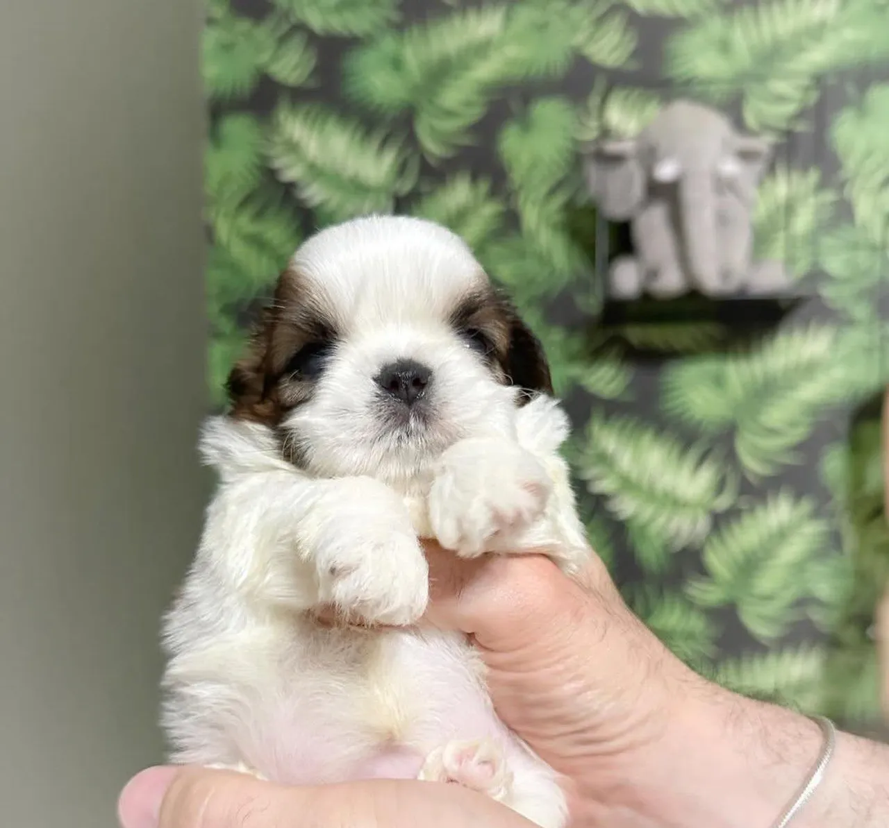 Filhote Shih Tzu Macho - Pelúcia de Patas!
