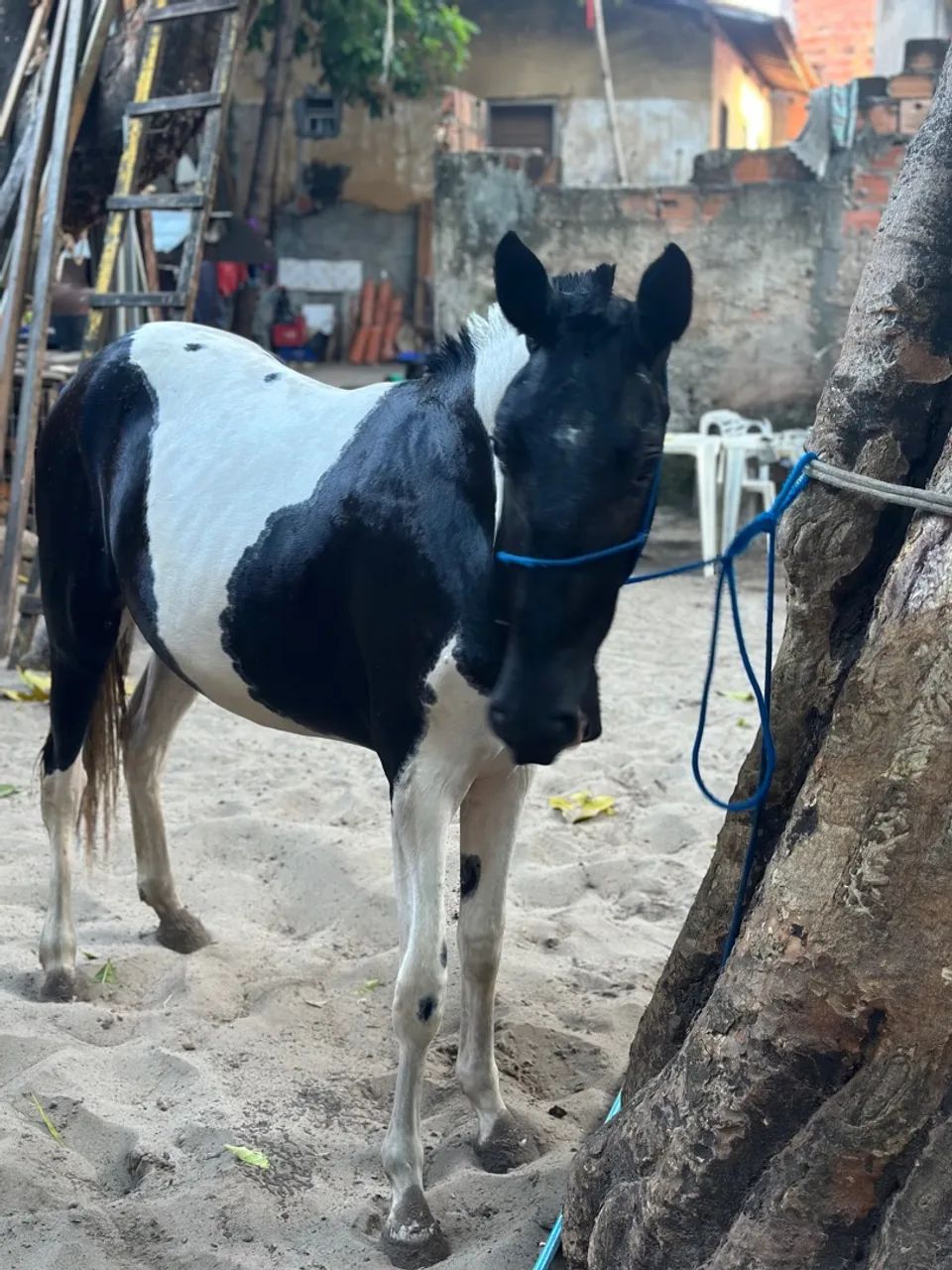 Égua pampa magolina  - Foto 3