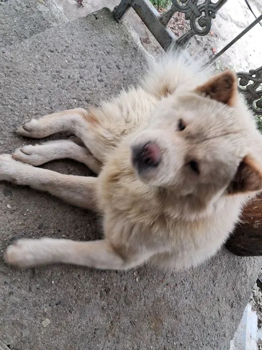 Filhote de Chow-Chow - Foto 6