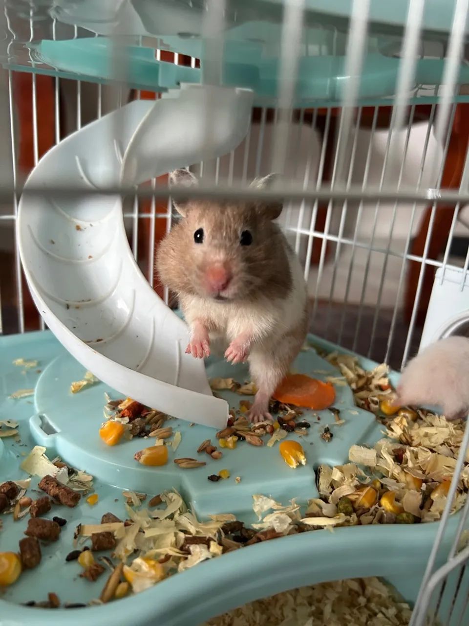 DOA-SE HAMSTERS-SÍRIOS - FILHOTES LINDOS E SAUDÁVEIS! - Foto 4