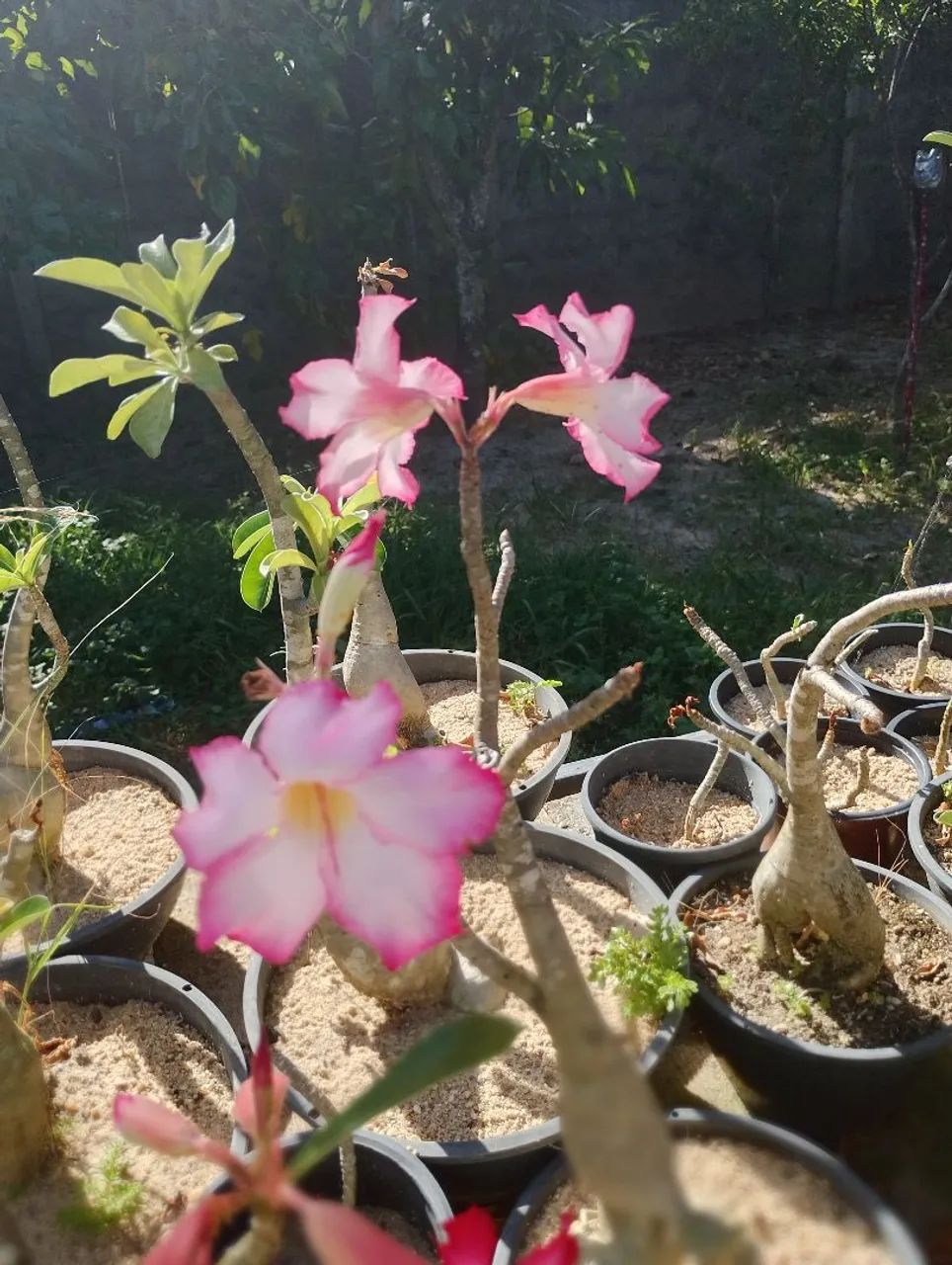 Rosa do deserto  - Foto 5