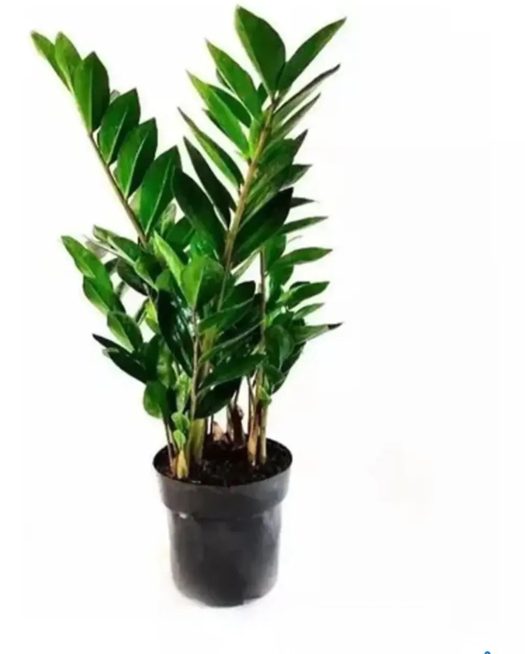  Planta Zamioculca Verde Grande Zamio Zaza Folhagem Decorar - Foto 3