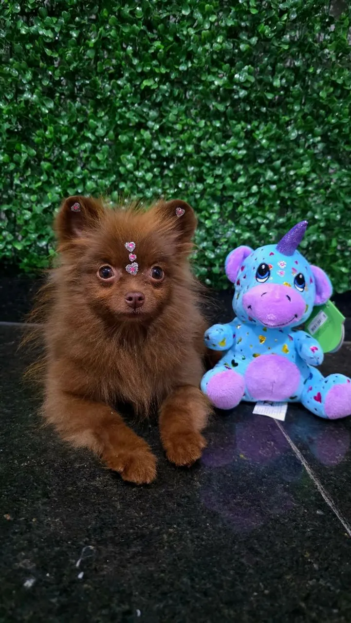 Femêa de spitz Alemão Anão chocolate solida