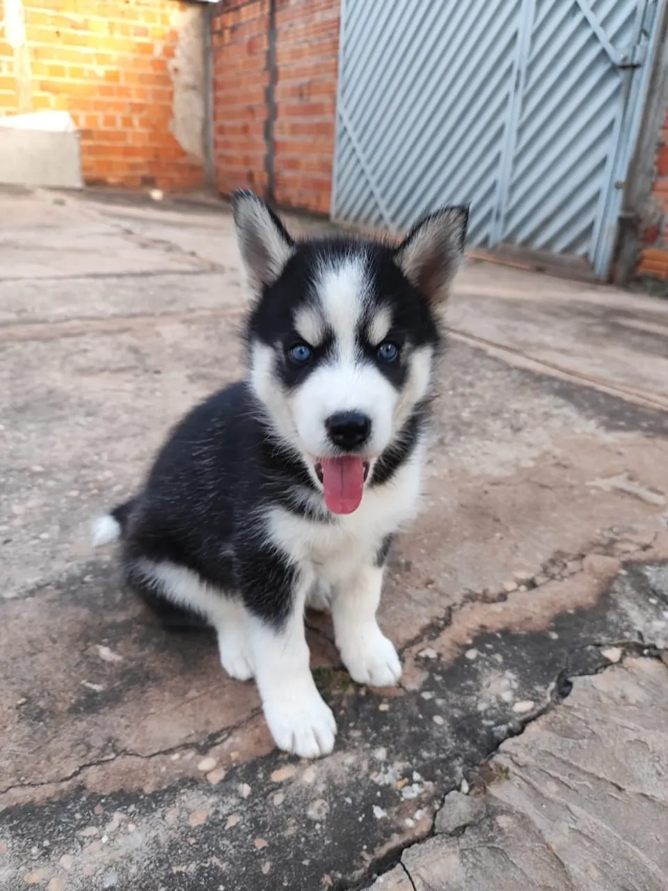 Husky Siberiano fêmea