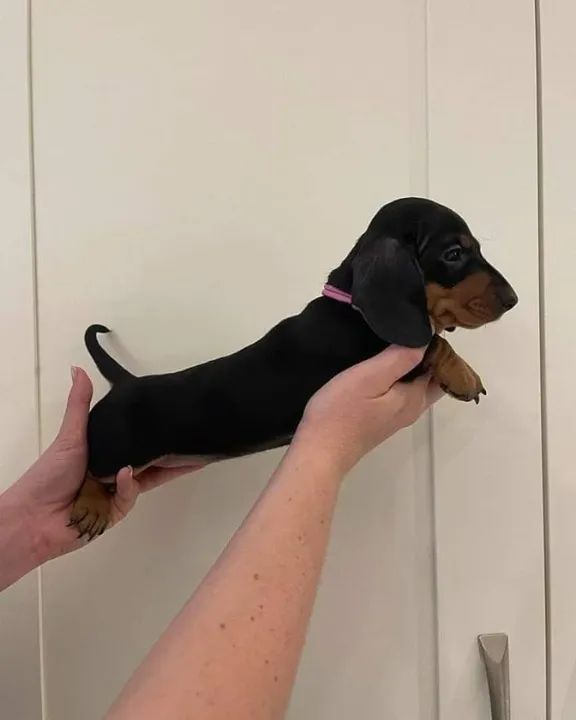 salsichinha mini so aqui