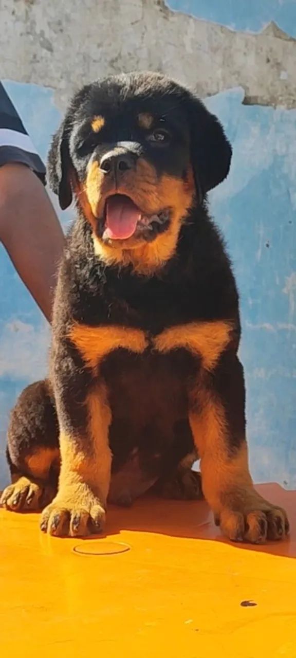 Filhotes de Rottweiler com Pedigree  - Foto 5
