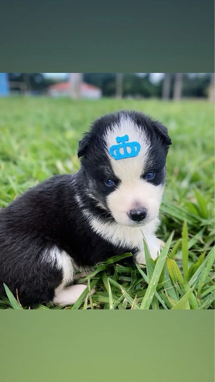 Filhotes de Husky Siberiano pelagem Wooly - Foto 4
