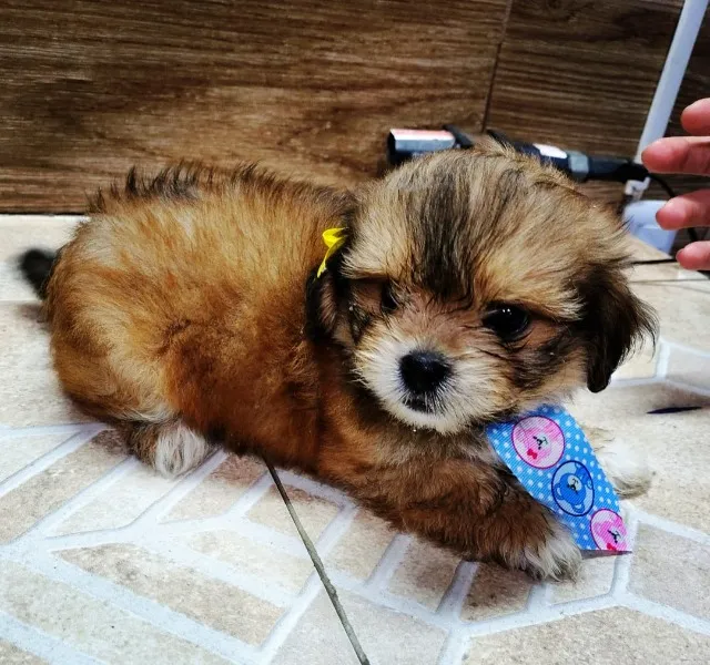 Cachorro de estimação 