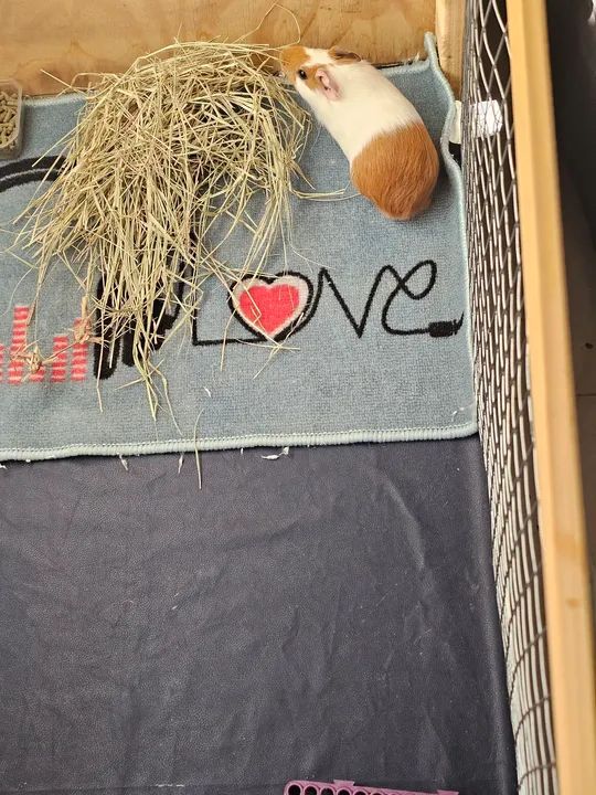 Porquinho da india fêmea