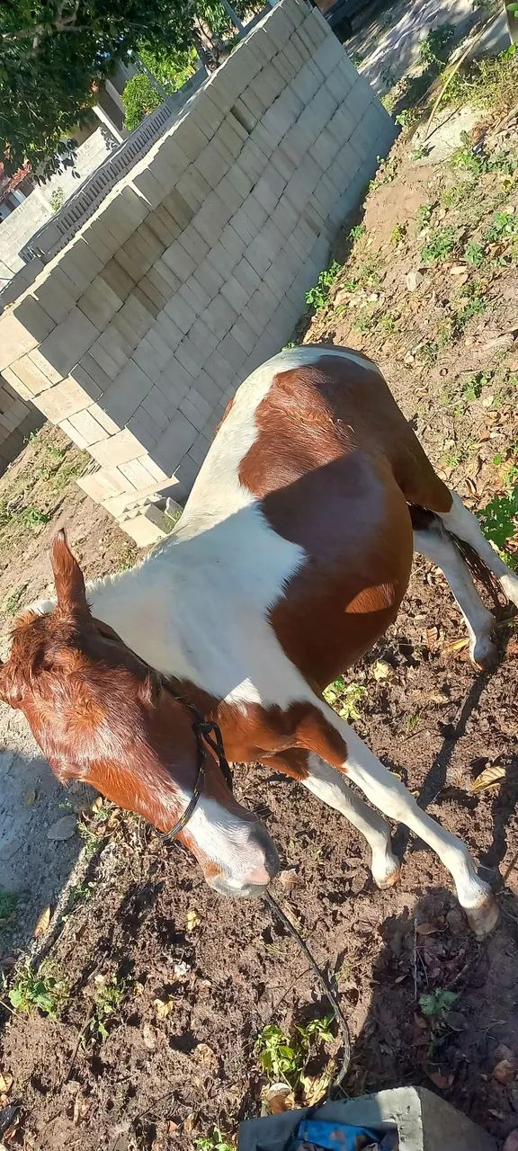 Pônei femia mansa e muito dócil  - Foto 2