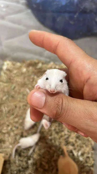 Filhotes de gerbil - Foto 4