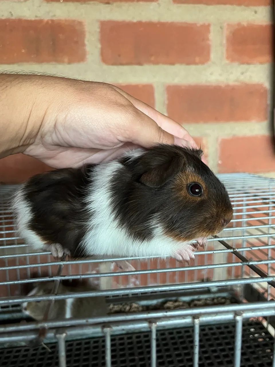 Meninos porquinho da índia  - Foto 4