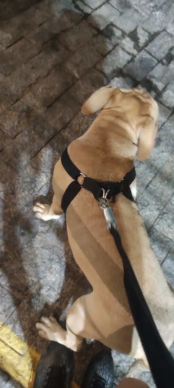 Cachorro American bully - Foto 3