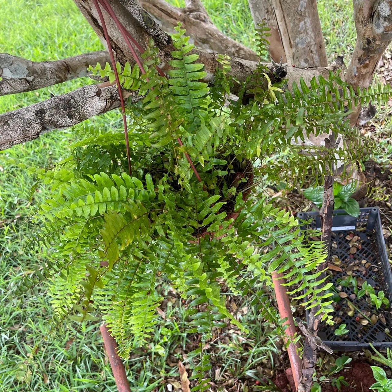 MUDAS DE PLANTAS SAMAMBAIAS, JIBÓIAS E ESPADAS DE SÃO JORGE - Foto 3