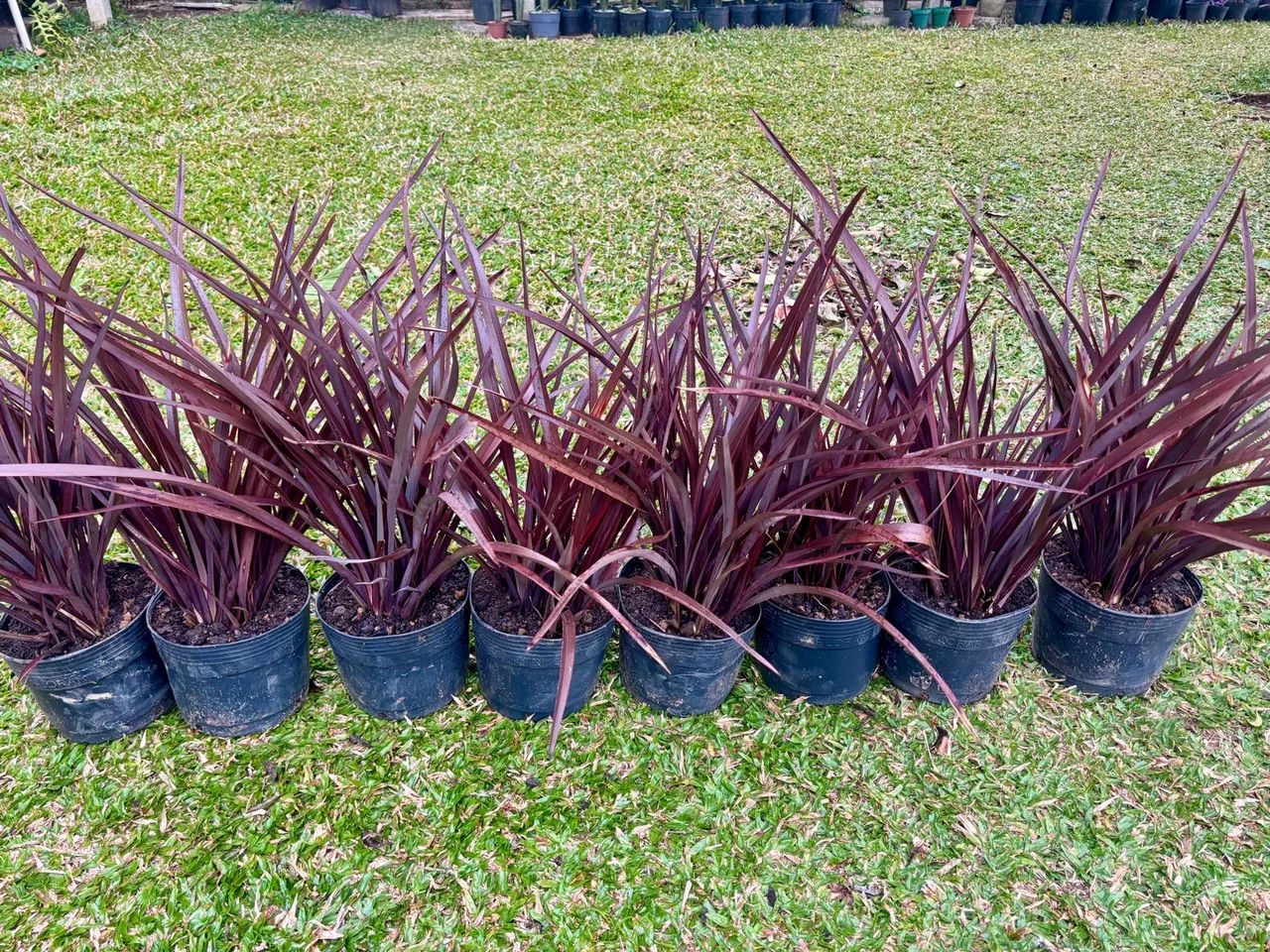 Mini Formio roxo 
