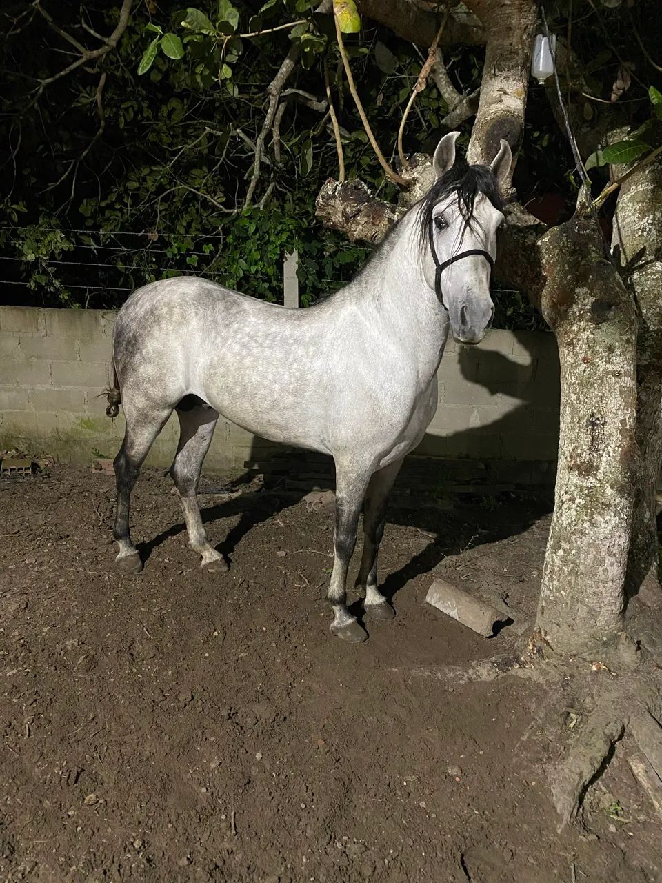 Cavalo mangalarga marchador - Foto 3