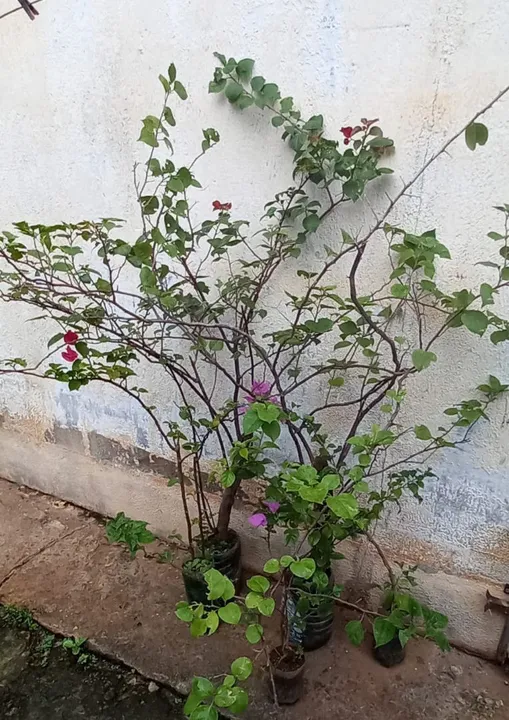 Planta primavera vermelha e lilás