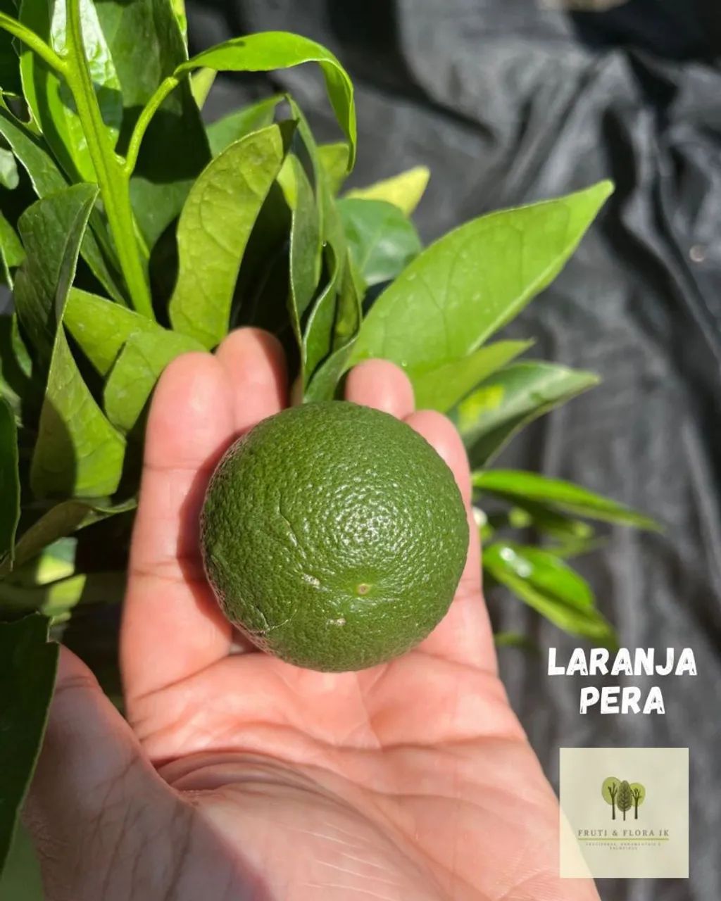 Mini árvores frutíferas em produção