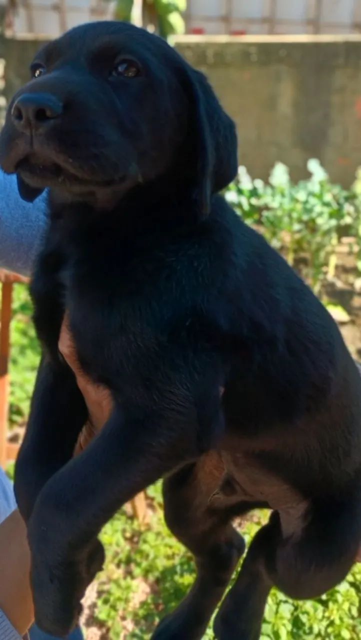 Filhotes de Labrador. Apenas machos! Entregues vacinados e vermifugados!!  - Foto 4