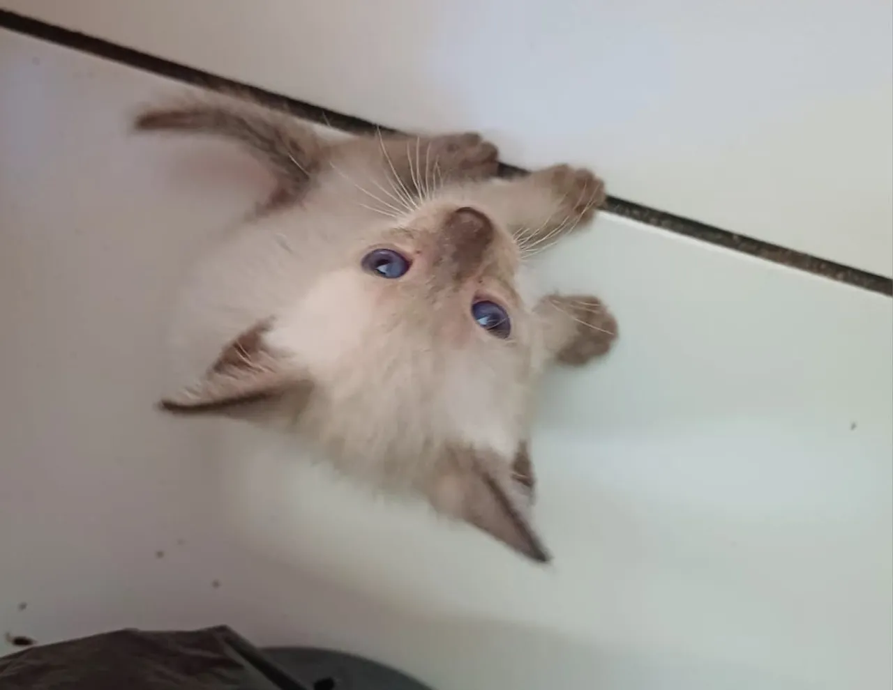 Gatos fêmeas 