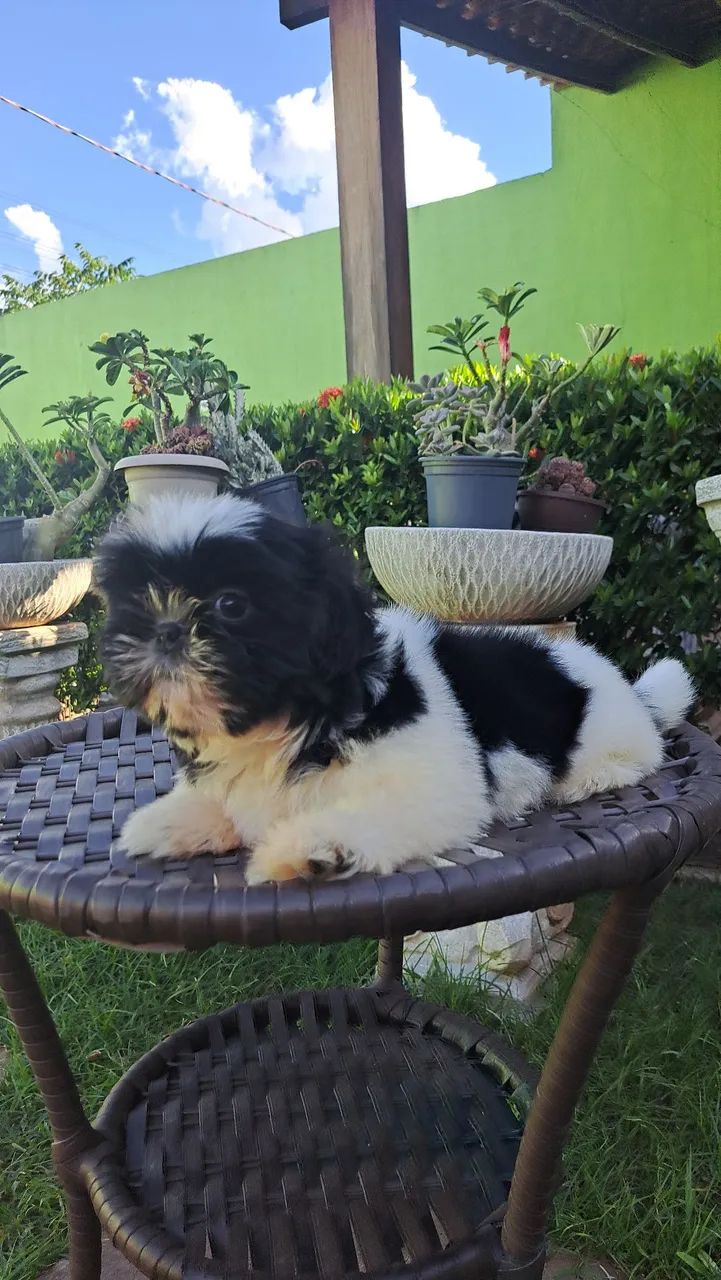 Venda de filhotes shih tzu  - Foto 3