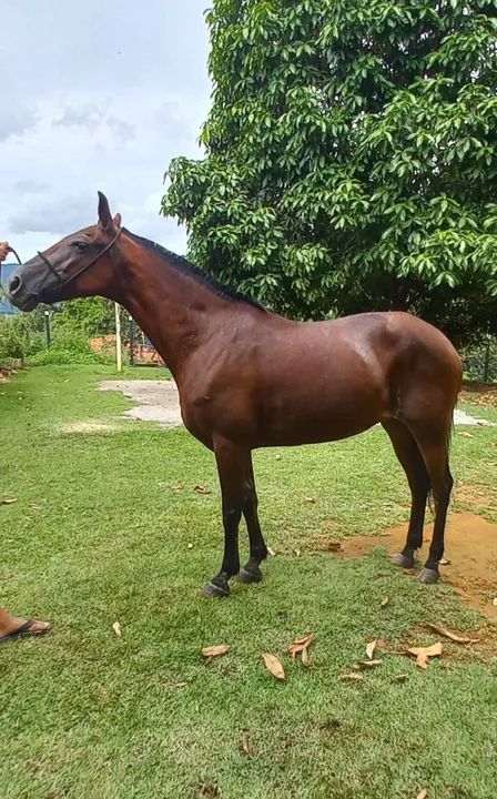 Cavalo Mangalarga Marchador