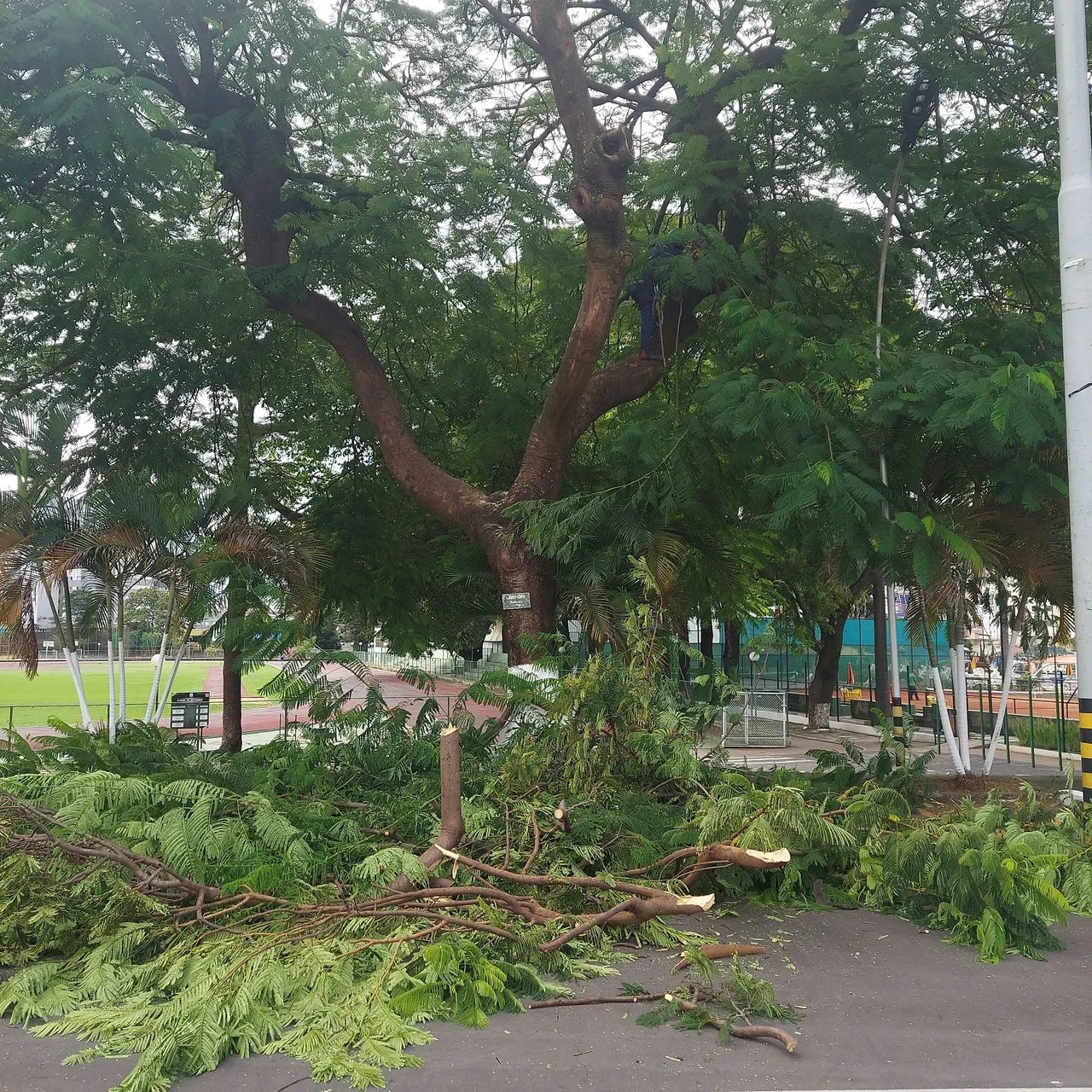 Corte,  poda de arvores e jardinagem - Foto 3
