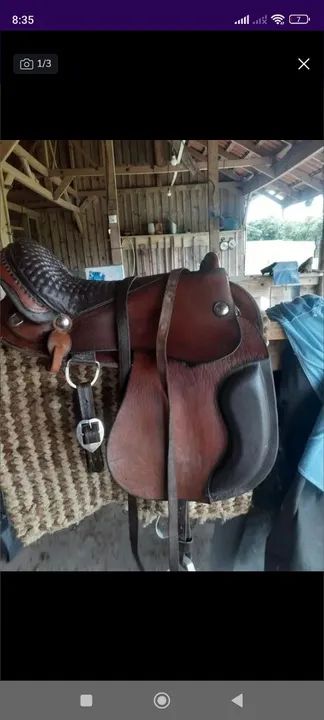 Potra baia  - Foto 4