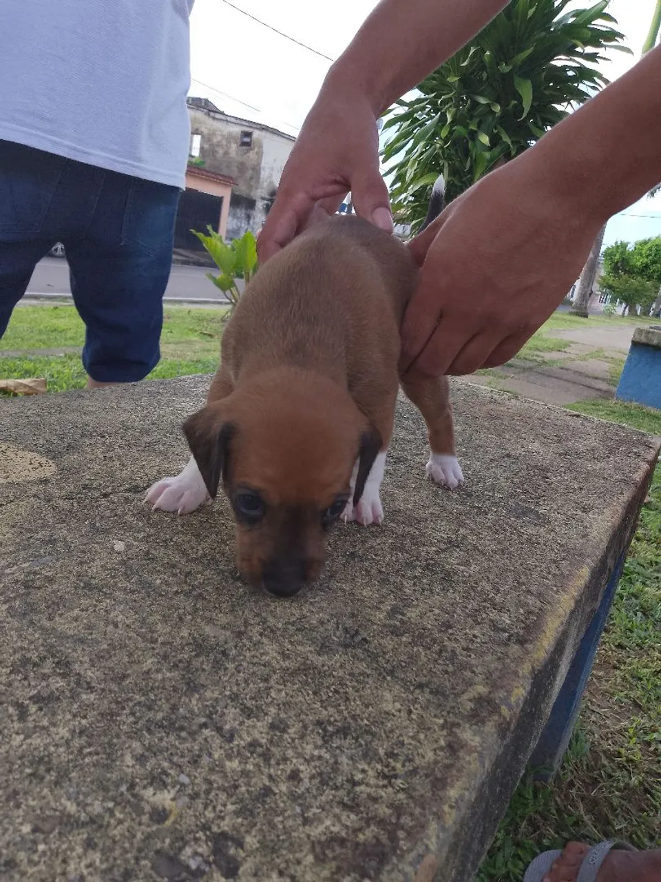 Filhote de cachorro