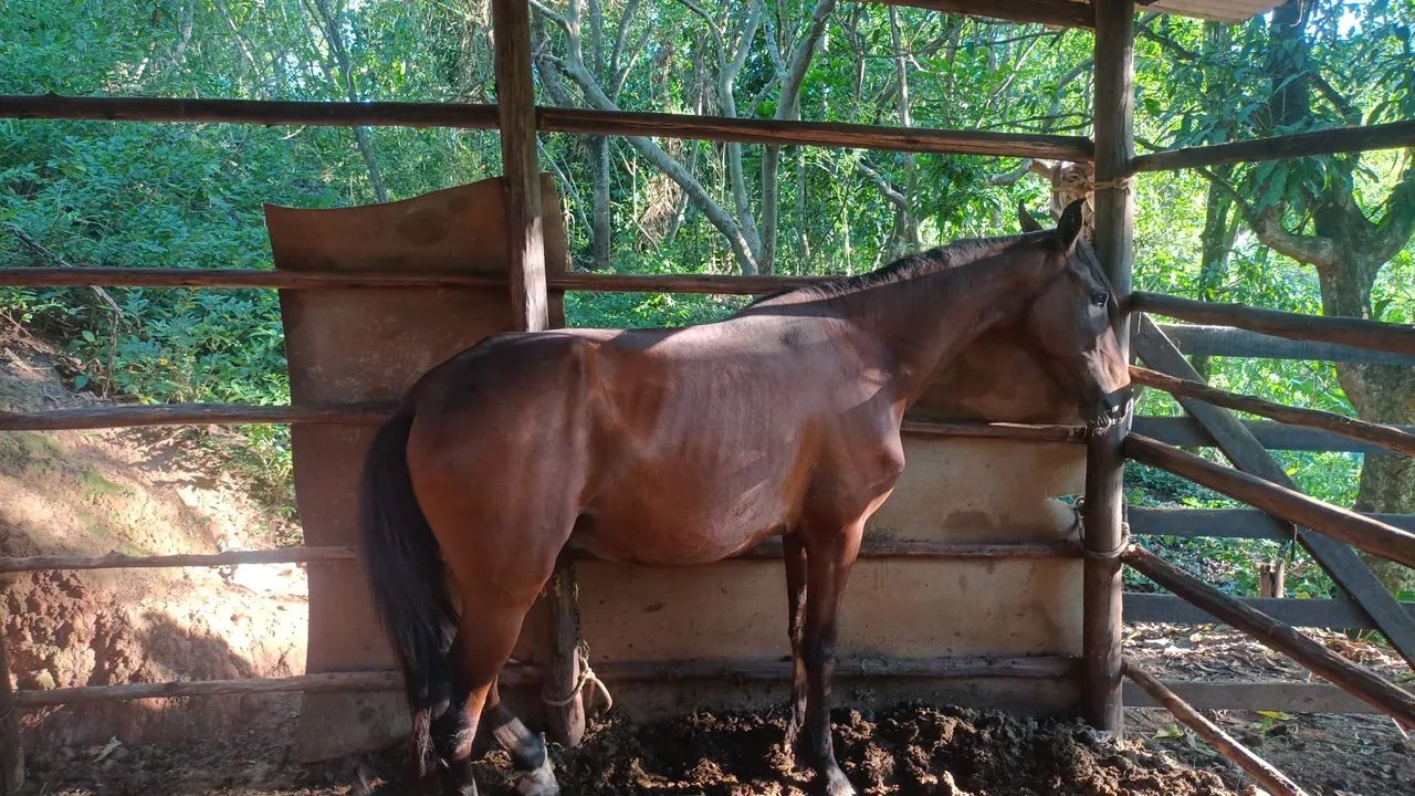 Cavalo Marcha Batida 