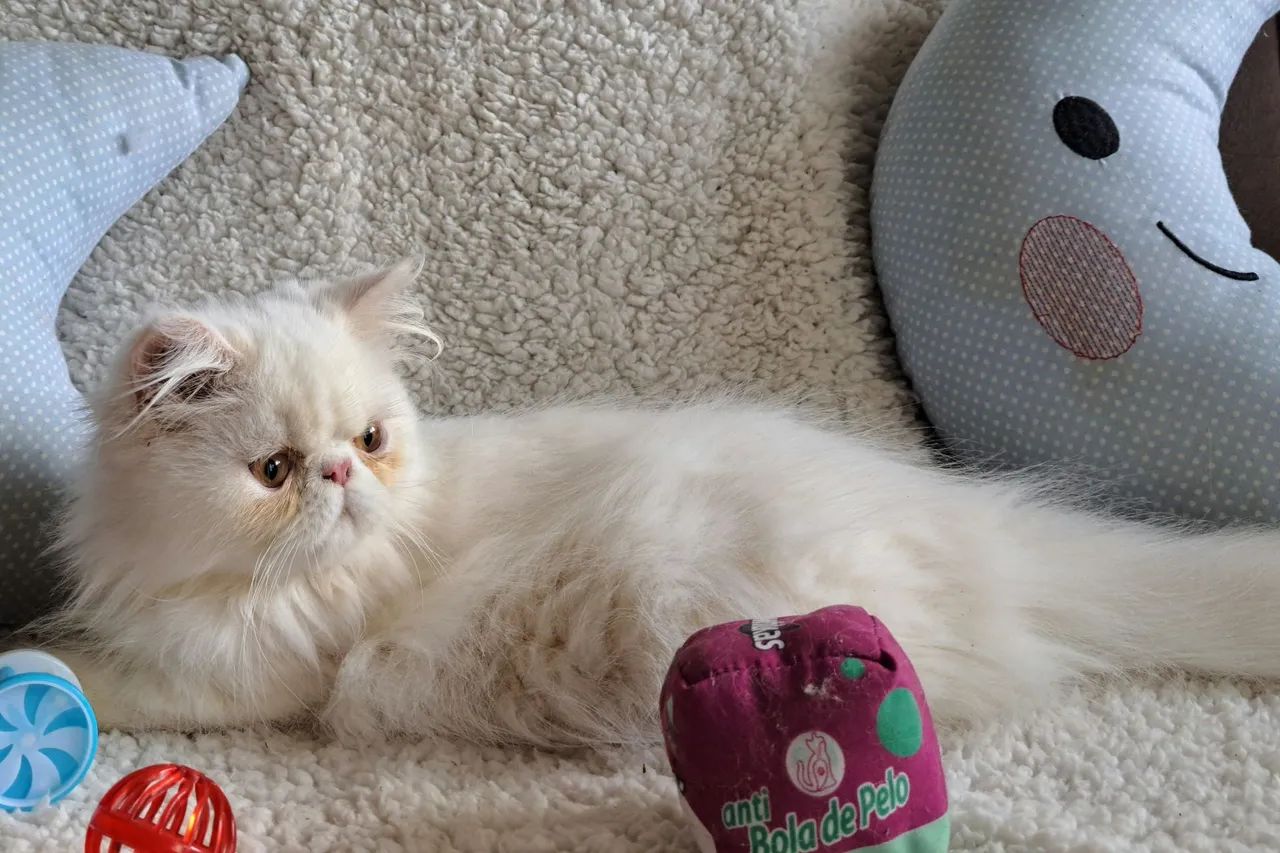 Persa macho filhotão branco - Foto 6