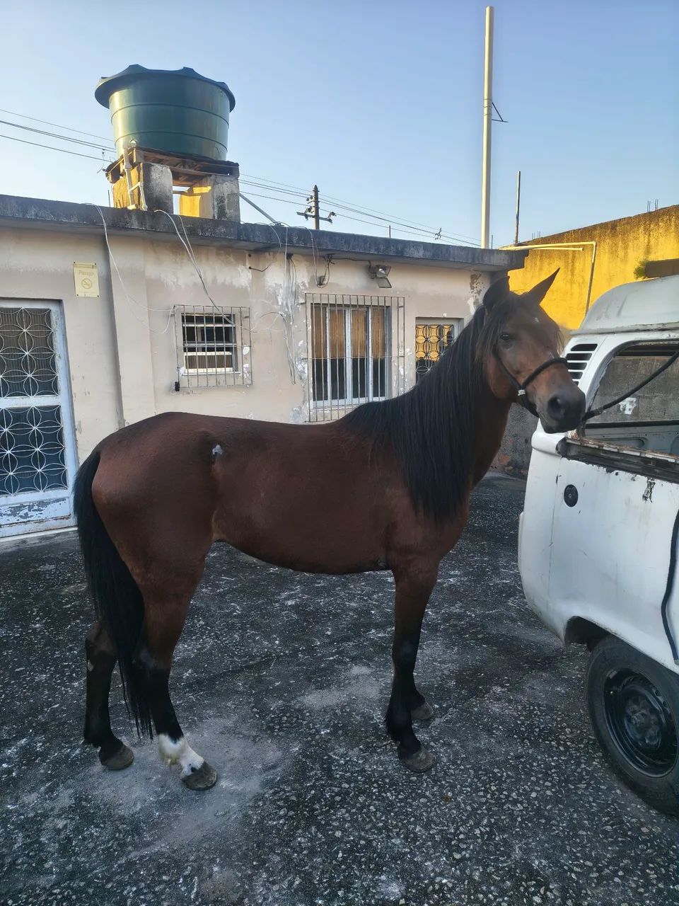 Égua macha picada - Foto 4