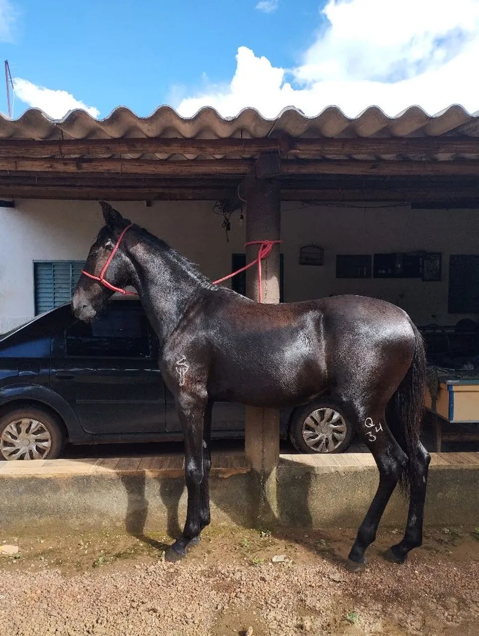 Potro mangalarga registrado tordilho negro - Foto 2