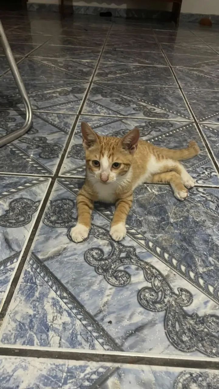 Adoção responsável  - Foto 3