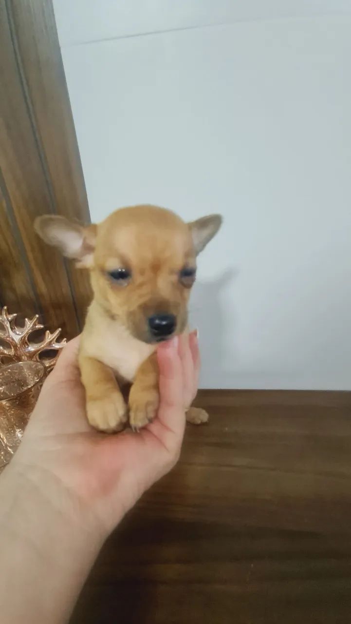 Pinscher  - Foto 2