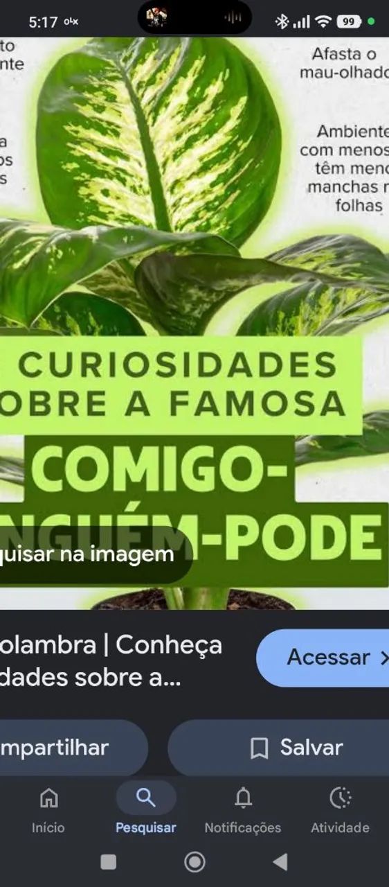 Planta comigo ninguém pode 