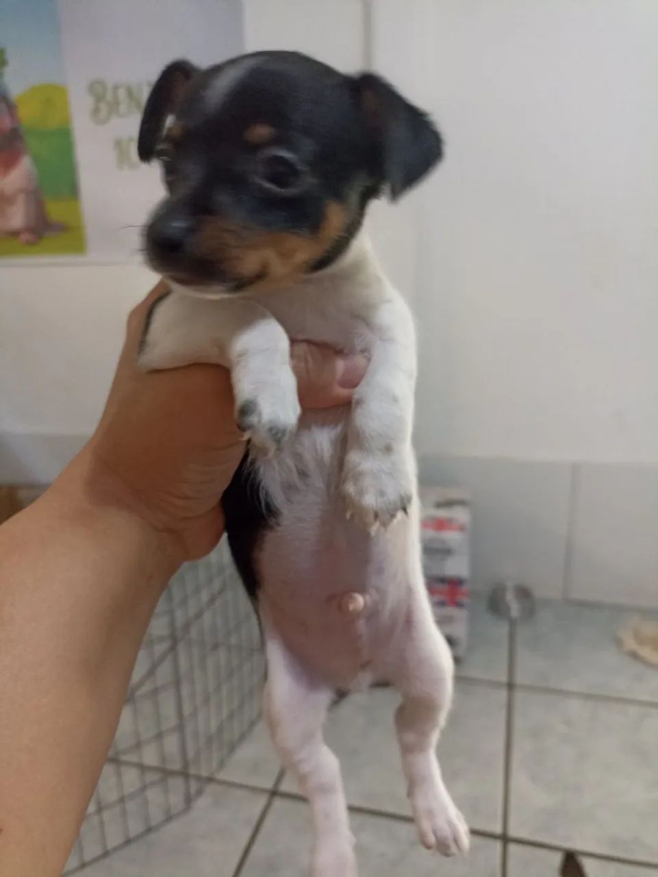 Filhotes Pinscher macho - Foto 4