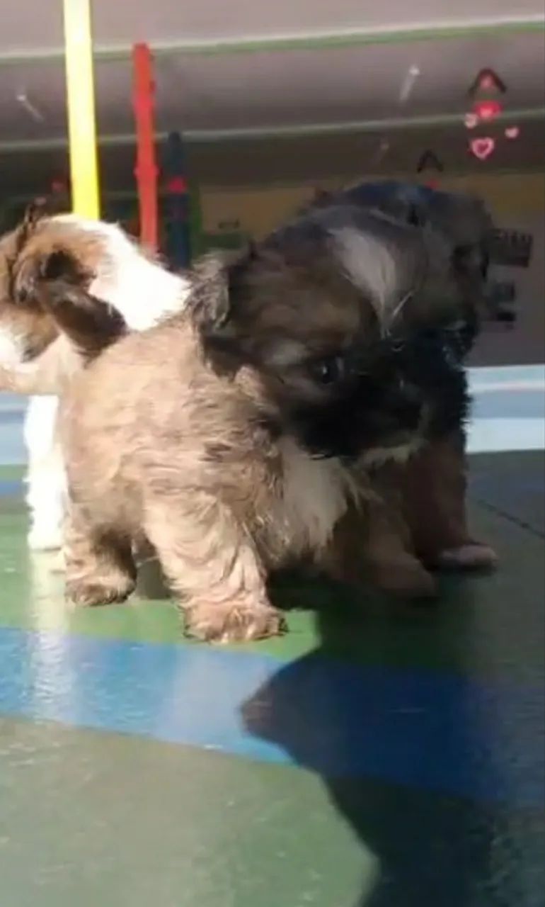 Vendo filhote de shih tzu macho na cor cinza com marrom - Foto 3