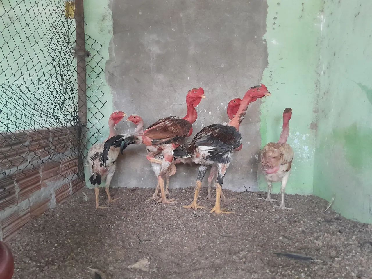 Polaco Gigante  - Foto 2