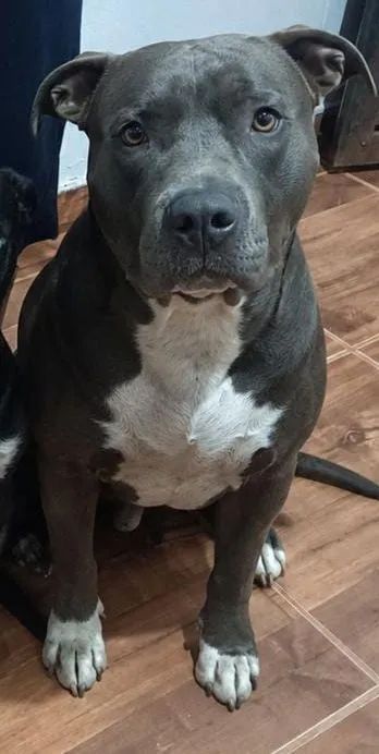 Pitbull  - Foto 2