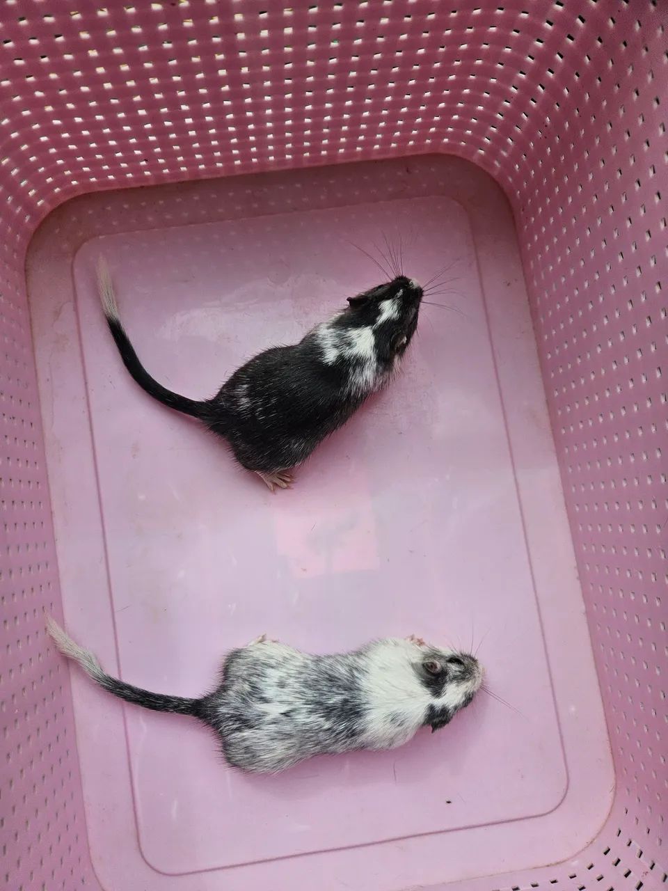 Gerbil Filhotes Fêmeas  - Foto 3