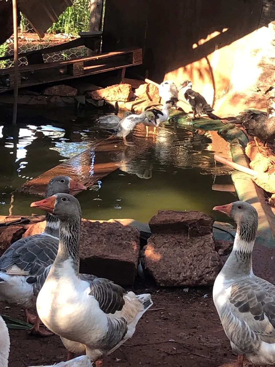 Vende-se gansos e patos  - Foto 3