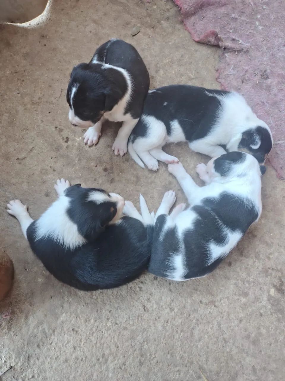 Border collie  - Foto 3