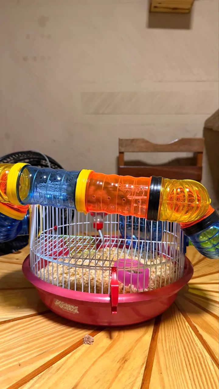 Hamster bebê com gaiola  - Foto 3