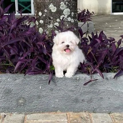 Maltês Micro Legítimos com Pedigree  - Foto 5
