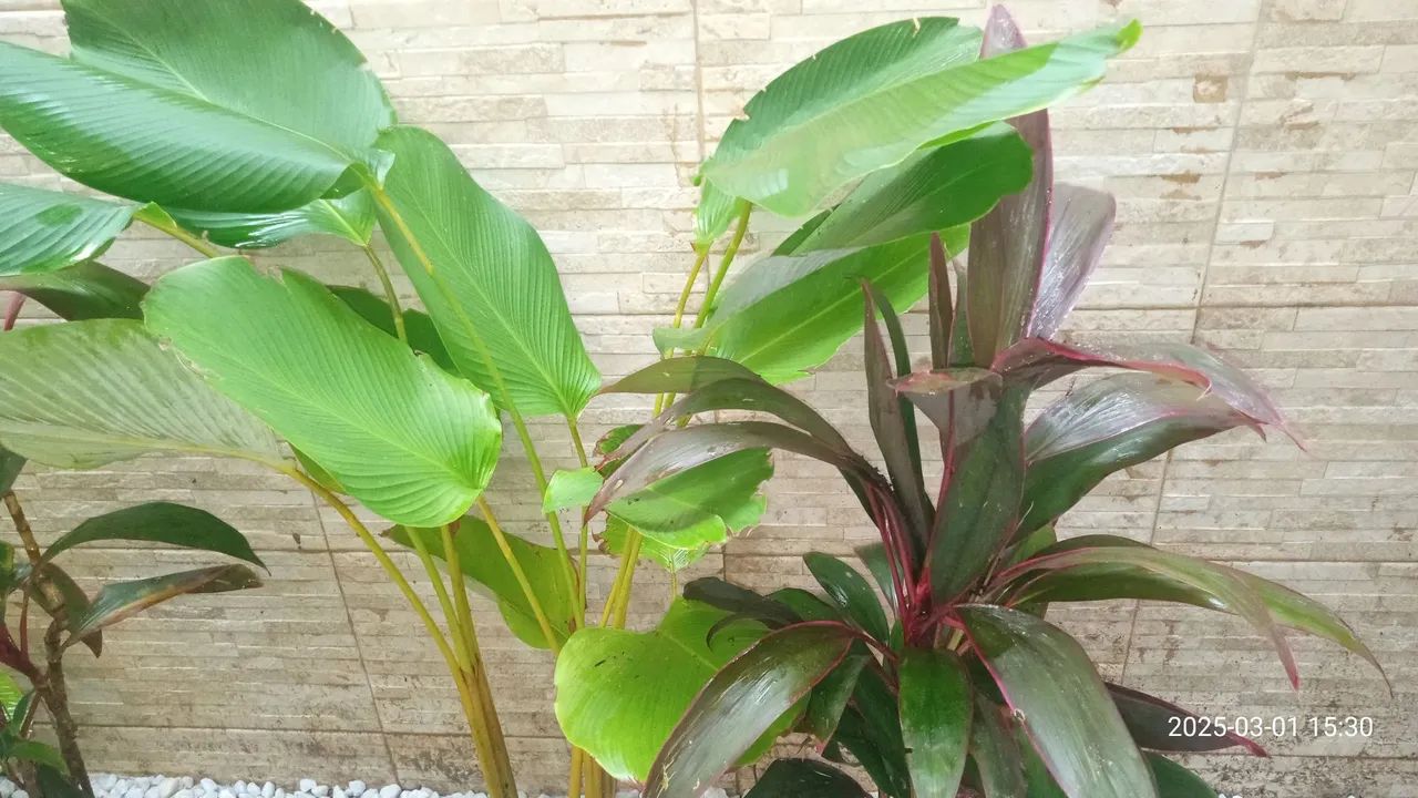 Serviço de jardinagem em geral em Fortaleza  - Foto 2